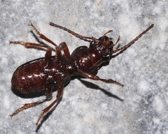 Eocarterus baeticus