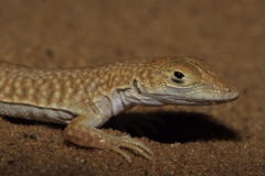 Acanthodactylus longipes