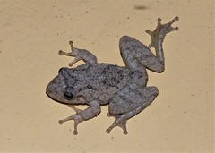 Scinax acuminatus