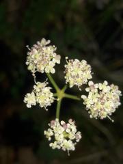 Seseli montanum