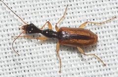 Eucolliuris olivieri