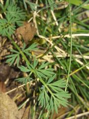 Seseli montanum