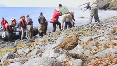 Turdus eremita procax