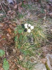 Seseli montanum