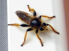 Pogonosoma maroccanum