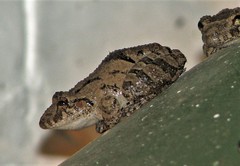 Scinax acuminatus