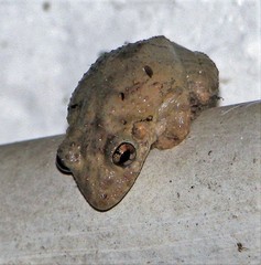 Scinax acuminatus