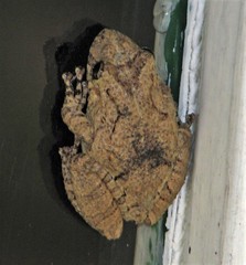 Scinax acuminatus