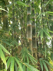 Dendrocalamus