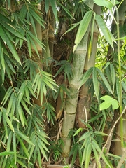 Dendrocalamus