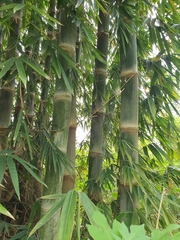 Dendrocalamus