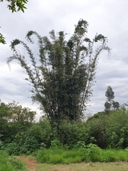 Dendrocalamus