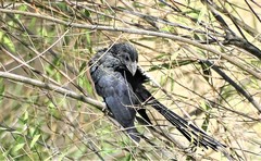 Crotophaga sulcirostris