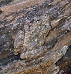 Scinax acuminatus