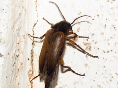 Cebrio