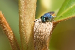 Chrysis inaequalis