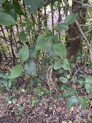 Ligustrum lucidum image