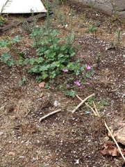Malva sylvestris