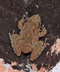 Scinax acuminatus