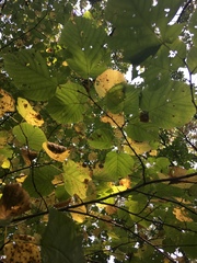 Tilia americana americana