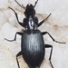 Cosmopolitan Ground Beetle - Photo (c) faluke, some rights reserved (CC BY-NC)