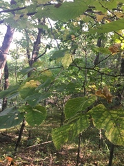 Tilia americana americana