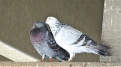 Columba livia