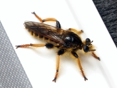 Pogonosoma maroccanum