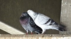 Columba livia