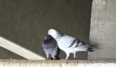 Columba livia