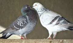 Columba livia