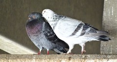Columba livia
