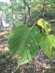 Tilia americana americana