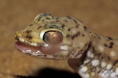 Stenodactylus petrii