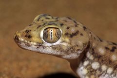 Stenodactylus petrii