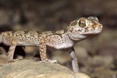 Stenodactylus mauritanicus