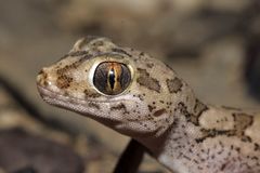 Stenodactylus mauritanicus