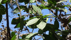 Ehretia tinifolia
