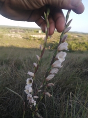 Gladiolus densiflorus