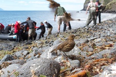 Turdus eremita procax