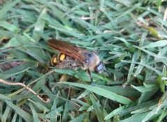 Campsomeris bistrimacula