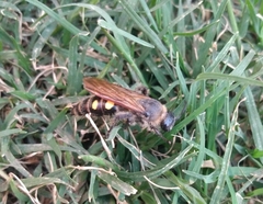 Campsomeris bistrimacula