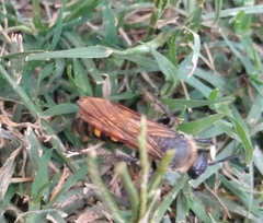 Campsomeris bistrimacula