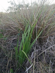Gladiolus densiflorus