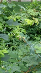 Syrphidae