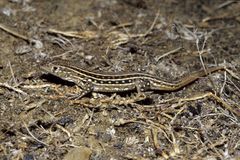 Acanthodactylus erythrurus lineomaculatus