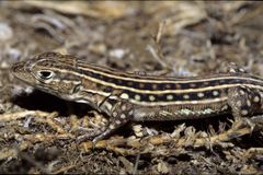 Acanthodactylus erythrurus lineomaculatus