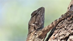 Sceloporus clarkii