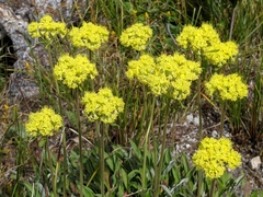 Eriogonum flavum