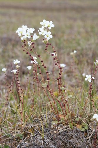 Nodding Saxifrage